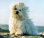 Bichon Maltais - Bichon Maltais