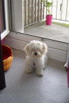 bailey bichons maltais - Bichon Maltais