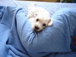 Bichon Maltais : HUGO - Bichon Maltais