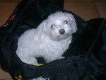 bichon maltais Ness - Bichon Maltais