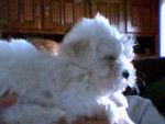 bichon maltaise - Bichon Maltais