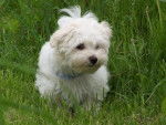 Bichon Maltais Gucci - Bichon Maltais