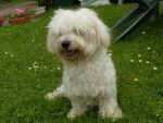 Bichon maltais Benji - Bichon Maltais
