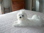 bichon maltais choupette - Bichon Maltais
