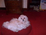 bichon maltais snoopy - Bichon Maltais