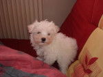Calypso, bichon maltais - Bichon Maltais