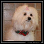 bichon maltais - Bichon Maltais