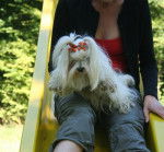 bichon maltais- tequila - Bichon Maltais