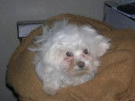 bichon maltais - Bichon Maltais