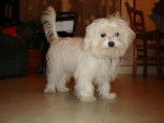 bichon maltais - Bichon Maltais