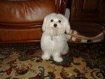 bichon maltais - Bichon Maltais