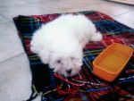 bichon maltais ELIOT - Bichon Maltais