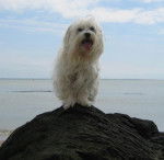 Bichon Maltais - FIDO - Bichon Maltais