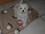 bichon maltais LILY - Bichon Maltais