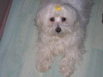 bichons maltais DAELLA - Bichon Maltais