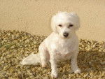 bichon maltais perle - Bichon Maltais
