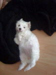 bichon maltais - Chipie - Bichon Maltais