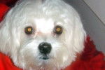bichon maltais, EASY - Bichon Maltais