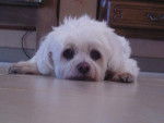 BICHON MALTAIS FEMELLE DE 14 ANS ma FRIPOUILLE D'AMOUR - Bichon Maltais (14 ans)