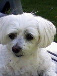 BICHON MALTAIS FEMELLE DE 14 ANS - Bichon Maltais (14 ans)