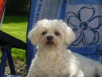BICHON MALTAIS FEMELLE FRIPOUILLE D'AMOUR - Bichon Maltais