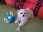 FRIMOUSSE BICHON MALTAIS FEMELLE 9 SEMAINES - Bichon Maltais