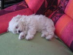 FRIMOUSSE BICHON MALTAIS 9 SEMAINES - Bichon Maltais