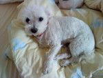bichon maltais Idéfix - Bichon Maltais