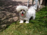 FRIMOUSSE BICHON MALTAIS FEMELLE 5 MOIS - Bichon Maltais (5 mois)