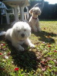 Capy bichon maltais et Velcro cancheXyork - Bichon Maltais
