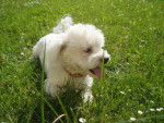 Capy bichon maltais - Bichon Maltais