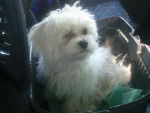 BICHON MALTAIS FEMELLE HUIT MOIS FRIMOUSSE - Bichon Maltais