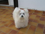 bichon maltais fanny - Bichon Maltais