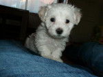 Tit-lou bichon maltais - Bichon Maltais
