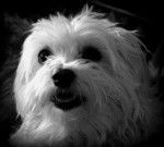 bichon maltais Douchka - Bichon Maltais