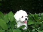FRIMOUSSE BICHON MALTAIS STERILISEE 1 AN ET 9 MOIS - Bichon Maltais (9 mois)