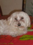 pipo bichon maltais - Bichon Maltais