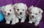 Chiots Bichons Maltais - Bichon Maltais