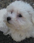 Eros portrait - Bichon Maltais