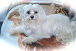Bichon maltais 23 mois : MAYA - Bichon Maltais (1 an et 11 mois)