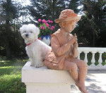 Doudou Bichon Maltais 4 ans - Bichon Maltais (4 ans)