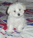 Shanel petite femelle Bichon Maltais 2 mois - Bichon Maltais (2 mois)