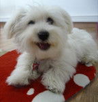 Shanel se repose Bichon Maltais 3 mois - Bichon Maltais (3 mois)