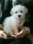 Shanel petite femelle Bichon Maltais - Bichon Maltais