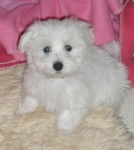 Shanel femelle Bichon Maltais 2 mois - Bichon Maltais (2 mois)
