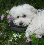 Petite femelle Bichon Maltais : Shanel - Bichon Maltais