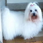 Samba 10 ans - Bichon Maltais (10 ans)