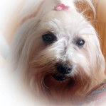 Portrait Samba femelle Bichon Maltais 10 ans - Bichon Maltais (10 ans)