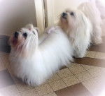 Samba et Boy - Bichon Maltais