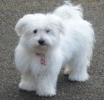 Shanel - Bichon Maltais